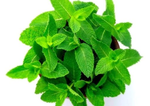 Oregano